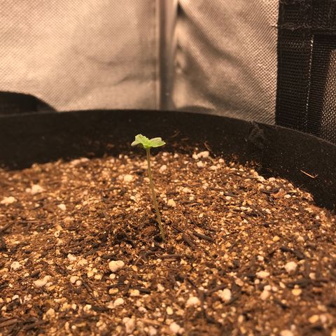 Jack Herer Autoflowering growlog photo: 20:36- Só alegria.
