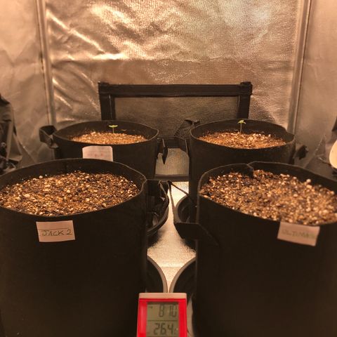 Jack Herer Autoflowering growlog photo: 22:38- Geral