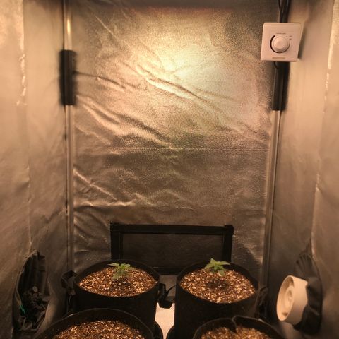 Jack Herer Autoflowering growlog photo: 13:41- 