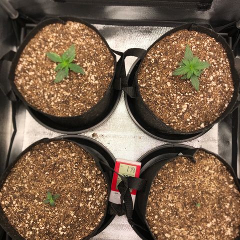 Jack Herer Autoflowering growlog timeline photo