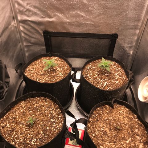 Jack Herer Autoflowering growlog timeline photo