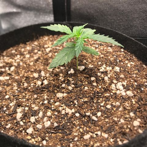 Jack Herer Autoflowering growlog photo: 13:45-