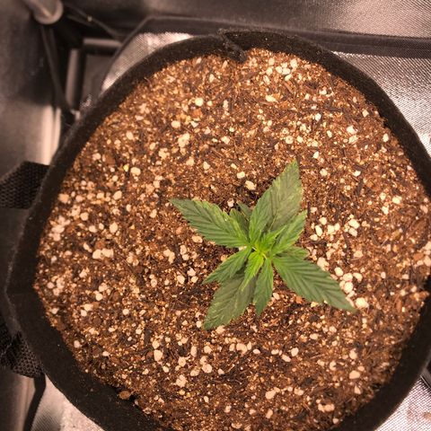 Jack Herer Autoflowering growlog photo: 13:45-