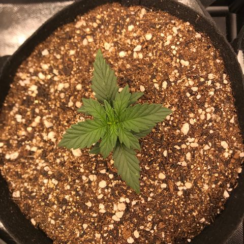 Lemon Haze XXL Auto growlog photo: 13:45-