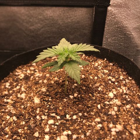 Lemon Haze XXL Auto growlog photo: 13:45-