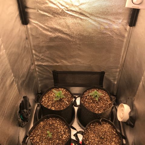 Jack Herer Autoflowering growlog photo: 01:20-
