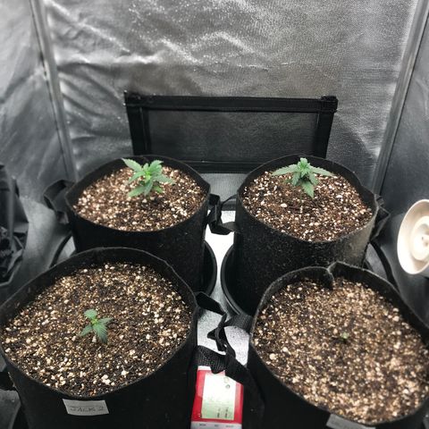 Jack Herer Autoflowering growlog photo: 01:20-