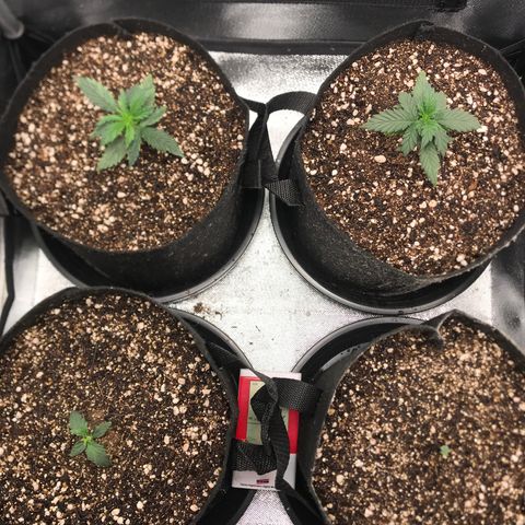 Jack Herer Autoflowering growlog photo: 01:20-