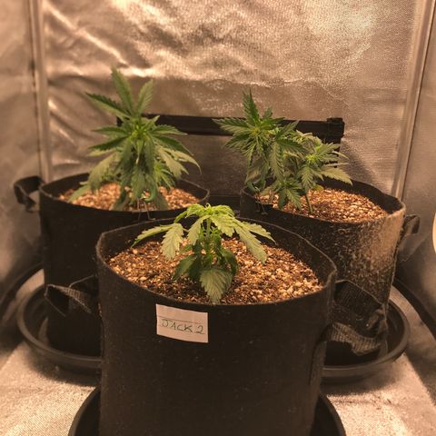 Jack Herer Autoflowering growlog photo: 12:30- LST