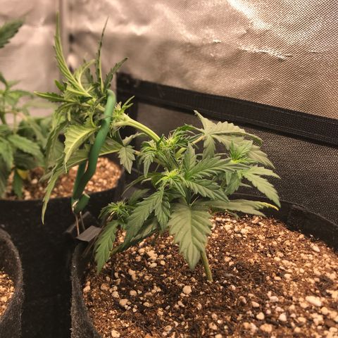 Jack Herer Autoflowering growlog timeline photo