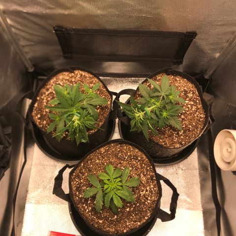 Jack Herer Autoflowering growlog photo: 12:30- LST