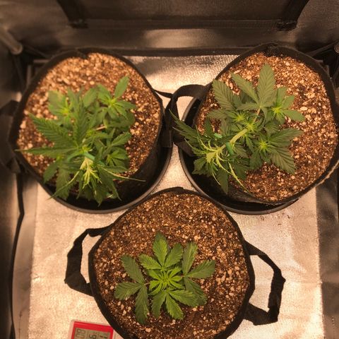 Jack Herer Autoflowering growlog photo: 12:30- LST