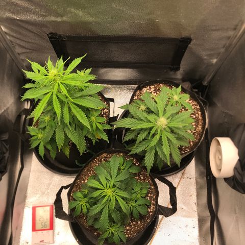 Jack Herer Autoflowering growlog photo: 21:45-