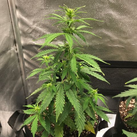 Jack Herer Autoflowering growlog photo: 21:45-