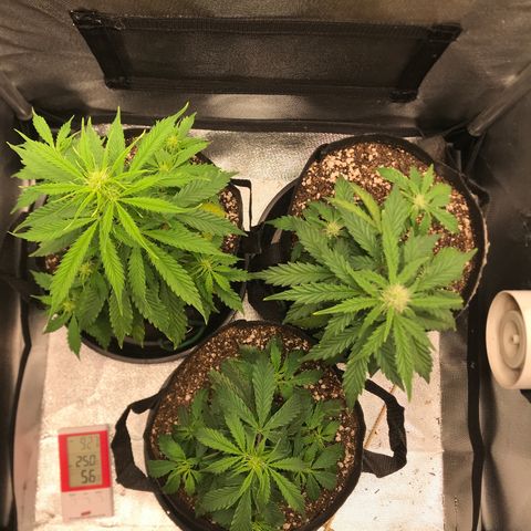 Jack Herer Autoflowering growlog photo: 21:45-