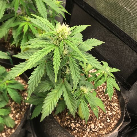 Jack Herer Autoflowering growlog photo: 21:45-