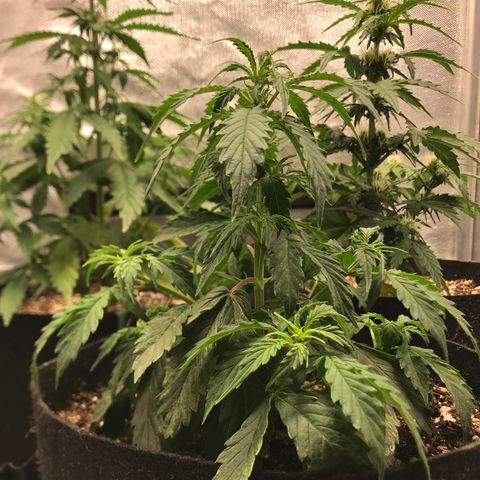 Jack Herer Autoflowering growlog photo: 21:45-