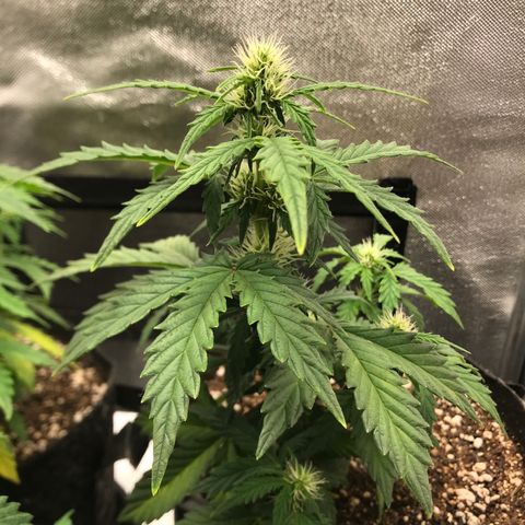 Jack Herer Autoflowering growlog photo: 21:45-