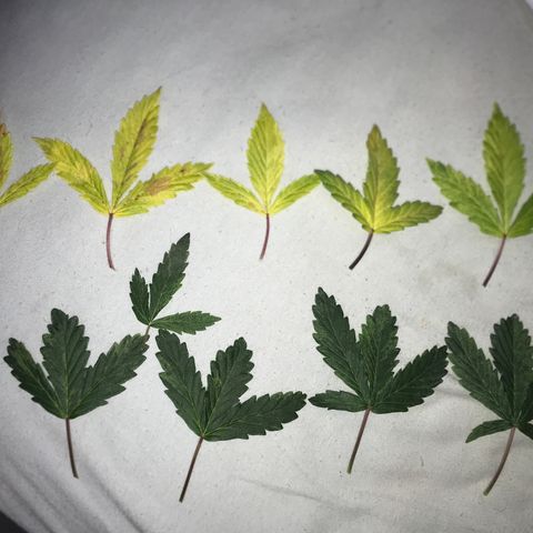 Jack Herer Autoflowering growlog photo: 22:45- Diluido em 1,5L a mistura de acordo com a tabela da Fatcrystal. Notei que estavam com algumas folhas amareladas que representam a carência de alguns nutrientes, então logo fiz um complemento, não aguardando até os próximos 35 dias para nova dose de Gaia Green.