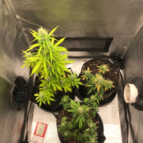 Jack Herer Autoflowering growlog photo: 00:28-