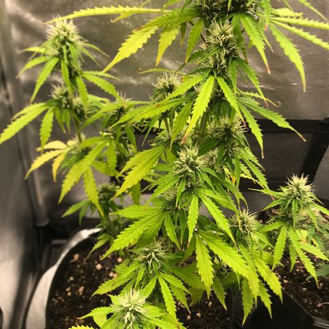 Jack Herer Autoflowering growlog photo: 00:28-