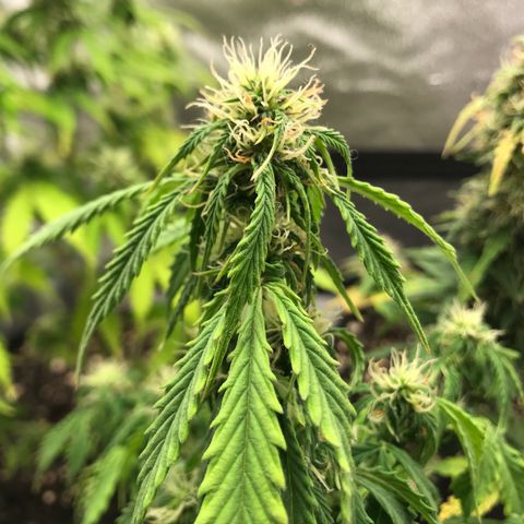 Jack Herer Autoflowering growlog photo: 00:28-