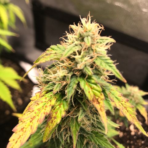 Jack Herer Autoflowering growlog photo: 00:28-