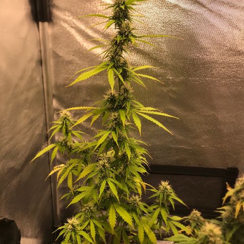 Jack Herer Autoflowering growlog photo: 00:28-