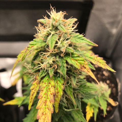 Jack Herer Autoflowering growlog photo: 00:30-