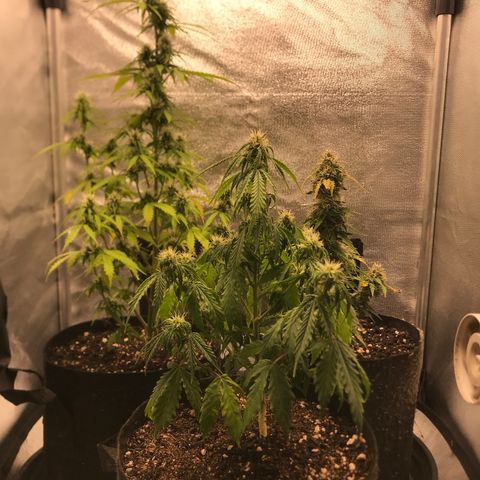 Jack Herer Autoflowering growlog photo: 00:28-