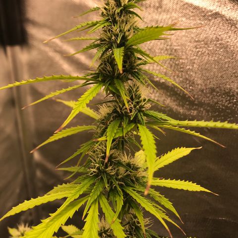 Jack Herer Autoflowering growlog photo: 00:28-