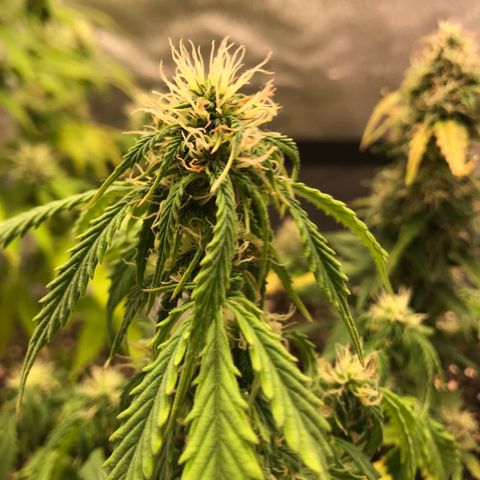 Jack Herer Autoflowering growlog photo: 00:30-