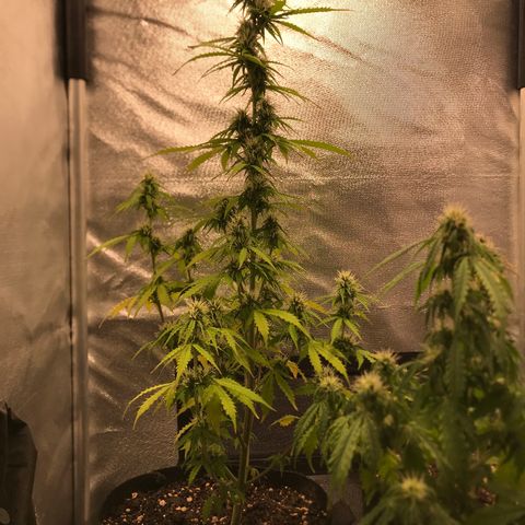 Jack Herer Autoflowering growlog photo: 00:28-