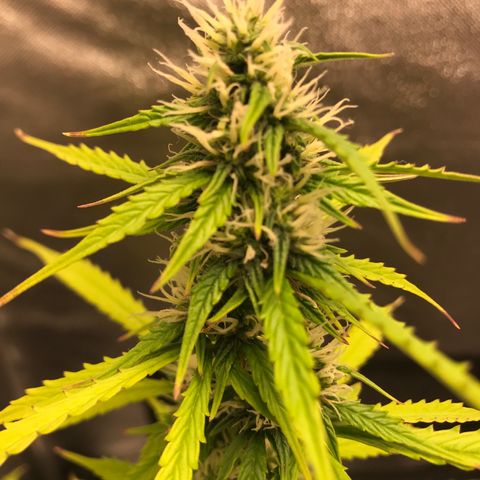 Jack Herer Autoflowering growlog photo: 00:30-