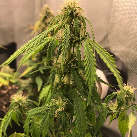 Jack Herer Autoflowering growlog photo: 00:28-