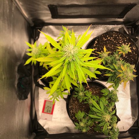 Jack Herer Autoflowering growlog photo: 00:28-