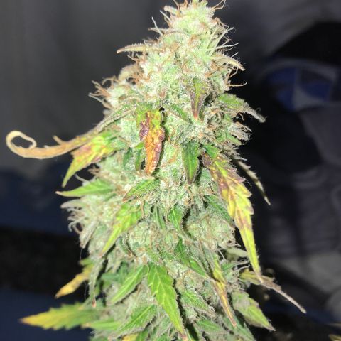 Lemon Haze XXL Auto growlog photo: 17:53- Trim geral das folhas e cortada.