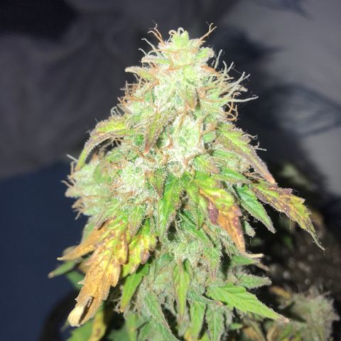 Lemon Haze XXL Auto growlog photo: 17:53- Trim geral das folhas e cortada.