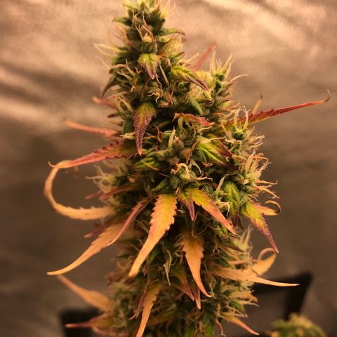Jack Herer Autoflowering growlog photo: 12:08