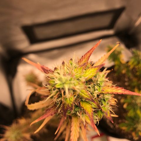 Jack Herer Autoflowering growlog photo: 12:08