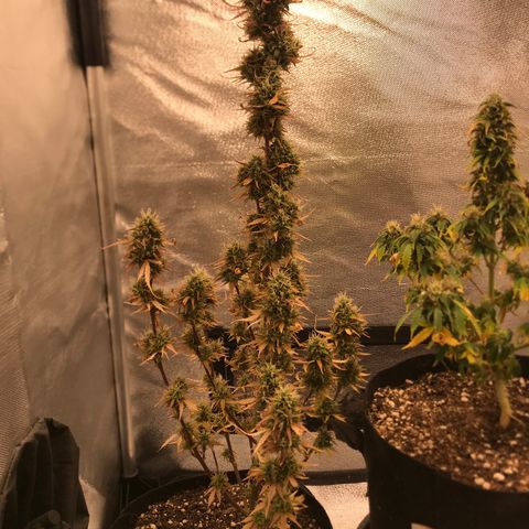 Jack Herer Autoflowering growlog photo: 12:08