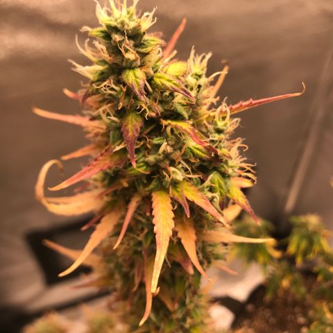 Jack Herer Autoflowering growlog photo: 12:08
