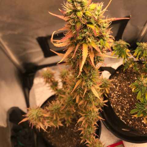 Jack Herer Autoflowering growlog photo: 12:08