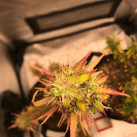 Jack Herer Autoflowering growlog photo: 12:08