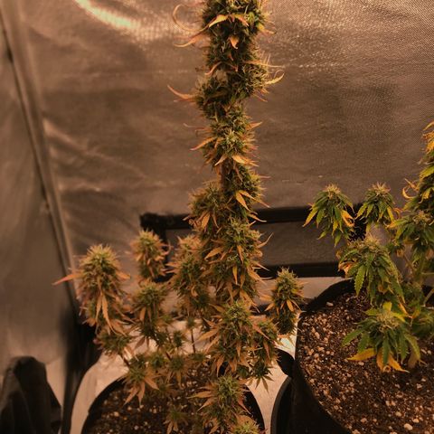 Jack Herer Autoflowering growlog photo: 12:08