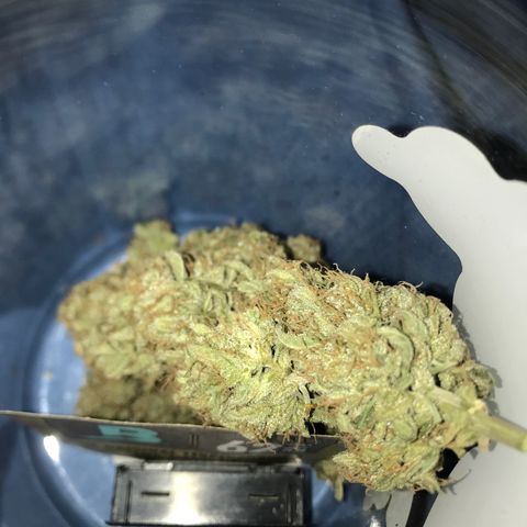 Lemon Haze XXL Auto growlog photo: 17:20-