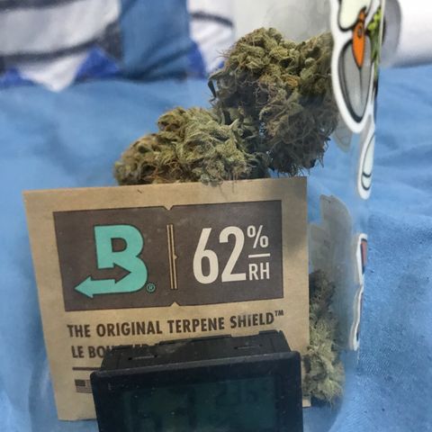 Lemon Haze XXL Auto growlog photo: 17:20-