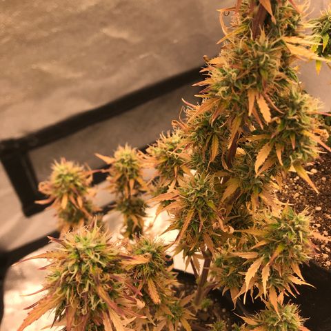 Jack Herer Autoflowering growlog photo: 12:08