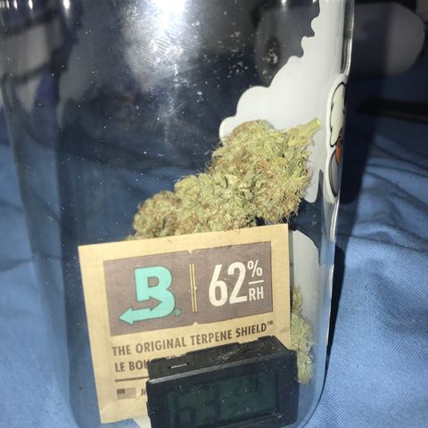 Lemon Haze XXL Auto growlog photo: 17:20-