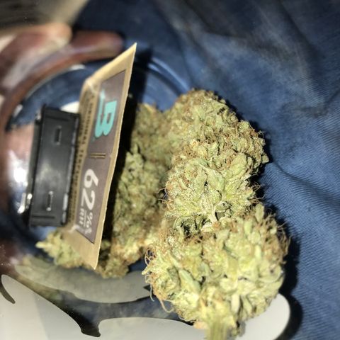 Lemon Haze XXL Auto growlog photo: 17:20-